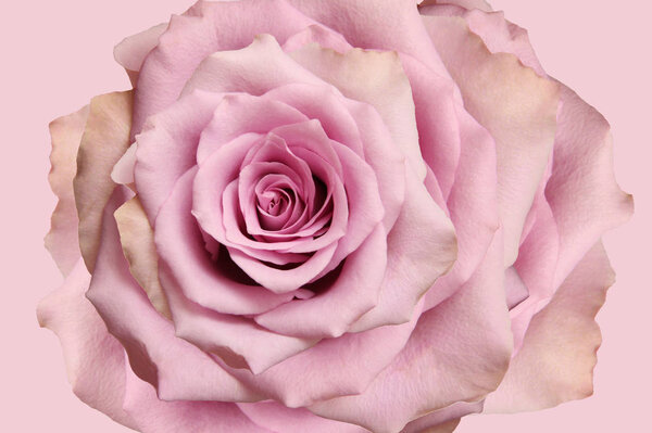 Huge Pale pink rose on a pale pink background