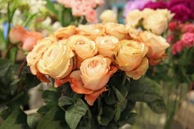 Kayısı gülü buketi, arka planda klasik çeşitlilik.