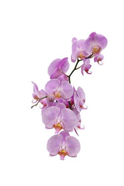 Çok sayıda pembe çiçekli büyük çiçek açan bir orkide dalı. 