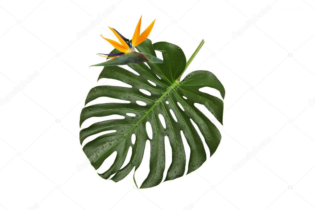 Strelitzia flower on a green leaf , natural monstera with water drops on a white background