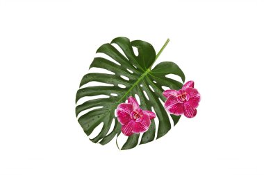 İki mor orkide yeşil bir yaprağın üzerinde uzanır. Beyaz arka planda su damlaları olan doğal bir canavar.