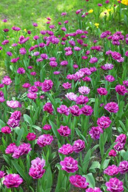 Güneşli bir günde bahar bahçesinde güzel laleler