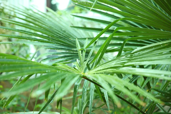 Bir Palmiye Ağacının Bulanık Yapraklarının Üzerine Düşen Yağmur Damlaları — Stok fotoğraf