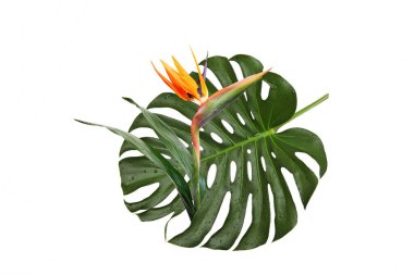 Yeşil canavar yapraklı Strelitzia çiçeği, beyaz arka planda doğal.
