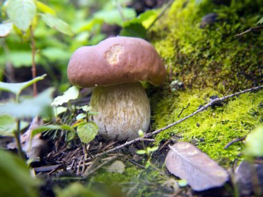 Ormandaki güzel mantarlar