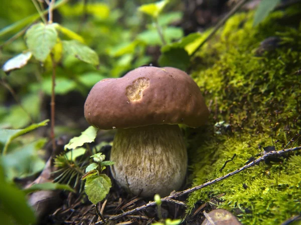 Ormandaki güzel mantarlar