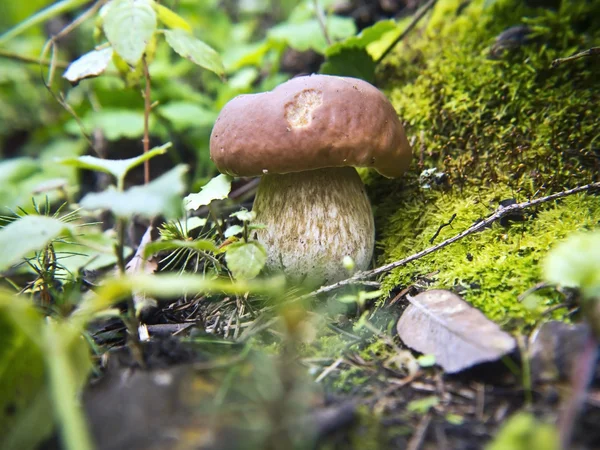 Красивые грибы в лесу Стоковая Картинка