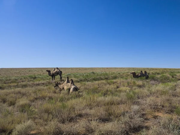 deve sürüsü, bactrian deve