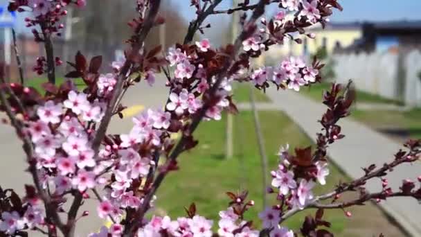 Flores de cerejeira na primavera — Vídeo de Stock