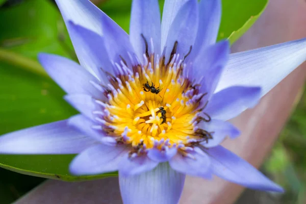 Beautiful purple lotus and bees on pollen lotus in the garden — Stock Photo, Image