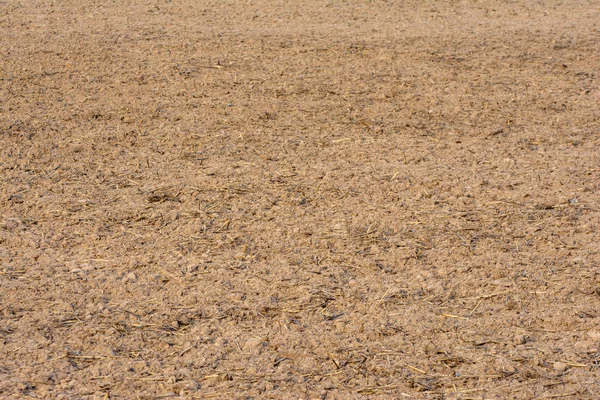 Çiftçiler üst toprağı pirinç tarlası için hazırlıyorlar. Üst toprak kurudu ve çatladı, güneşin altında, sıcak havada..
