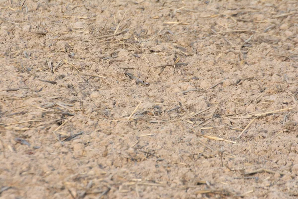 Farmers Prepare Topsoil Rice Farming Topsoil Has Dried Cracked Sun — Stock Photo, Image
