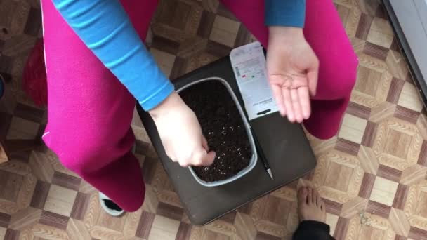 Spring planting seeds for seedlings. — Stock Video