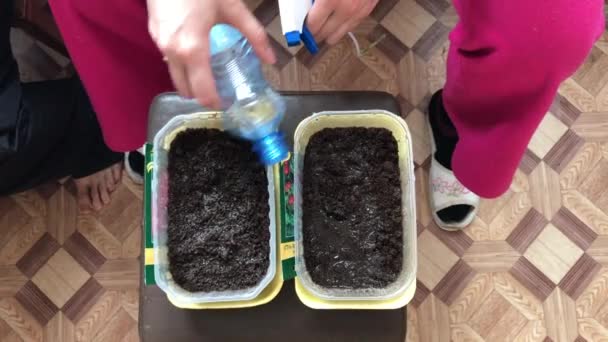 Spring planting seeds for seedlings. — Stock Video