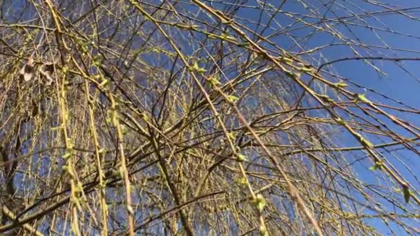Brotes florecientes en las ramas de sauce se tambalean en el viento . — Vídeos de Stock
