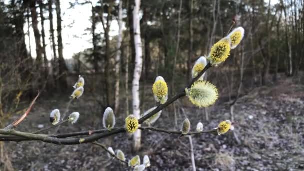 Blommande knoppar på grenar av en bush svajar i vinden. — Stockvideo