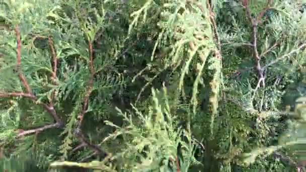 Thuja. Os ramos do arbusto oscilam no vento da primavera — Vídeo de Stock