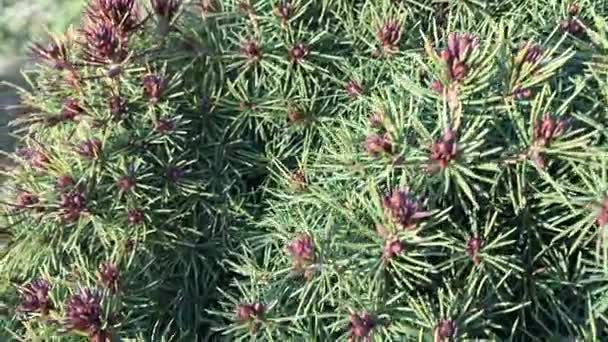 Bush decorative juniper on the plot. Elastic green needles on branches. — Stock Video