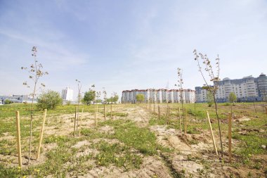 Yeşil bölge metropolde. Fidan ağaçlar satırları ekilir.