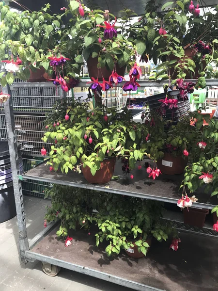 Цветочный магазин. Яркие цветы и зеленые растения стоят упакованы в горшки на полках и лотки в магазине . — стоковое фото