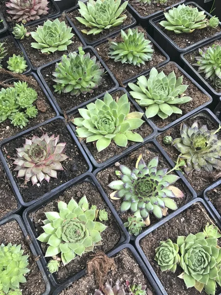 Floristería. Flores brillantes y plantas verdes en macetas en estantes y bandejas en la tienda . —  Fotos de Stock