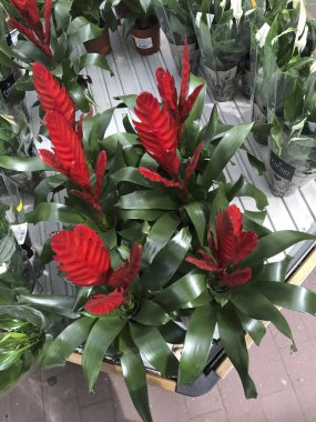 Çiçekçi dükkanı. Parlak çiçek ve yeşil bitkiler raflar ve depodaki tepsiler içinde paketlenmiş tencere stand.