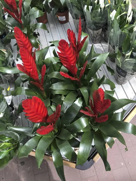 Çiçekçi dükkanı. Parlak çiçek ve yeşil bitkiler raflar ve depodaki tepsiler içinde paketlenmiş tencere stand.