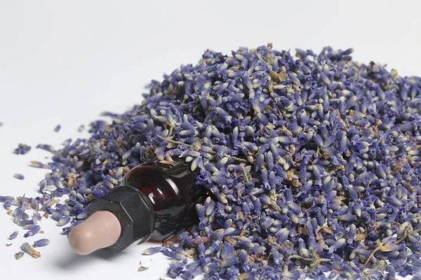 Lavanta kuru çiçekler.