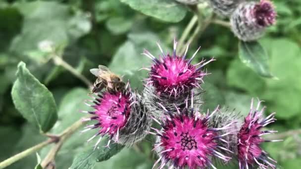 Biet samlar nektar från blommorna tistel. — Stockvideo