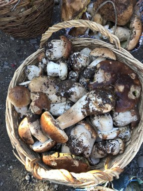 Mantar sezonu. Büyük ve küçük beyaz mantar ormanda toplanan ve sepetleri ve diğer yemekler yığılmış. Üzerinde göster.