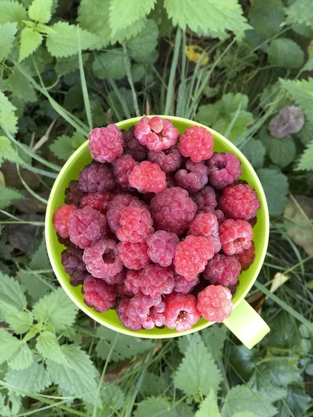 Brightly red, fresh, juicy raspberries are collected in a mug of light green color. It stands on the ground among the green grass. View from above.