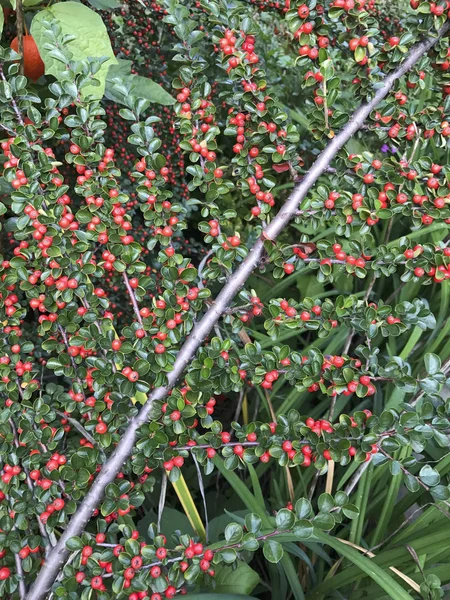 小さなジューシーな葉を持つブッシュの枝。それは赤い果実がたくさん. — ストック写真