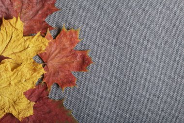 Onların gri kumaş arka planı farklı renkteki düşen sonbahar yaprakları.