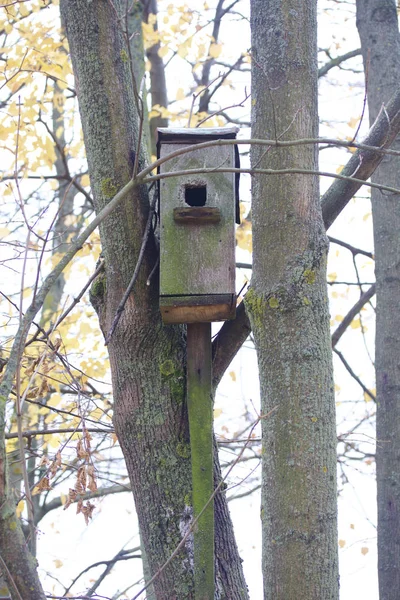 Herbstlandschaft im Stadtpark. Am Baum hängt ein selbst gebasteltes Vogelhaus aus Brettern. — Stockfoto