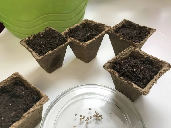 Acessórios para o cultivo de mudas em casa. Em uma chapa estão pastilhas da turfa, enchida da água para amolecer. Nas proximidades há potes de turfa e um pires com sementes . — Fotografia de Stock