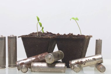 Genç yeşil lahanası turba kaplarda vuruyor. Onlar pil korozyon ile kaplı, yıpranmış çevrilidir. Çevre kirliliği ve geri dönüşüm.