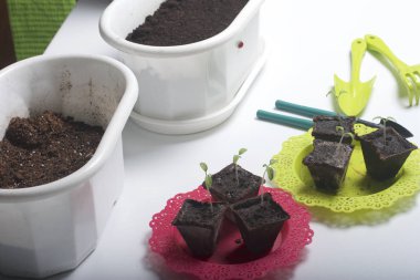 Bir fide turba kaplar içinde geçerli. Ayrıca, bir pot nakli nakledilecek gereken toprak ve toprak işleme için Araçlar.