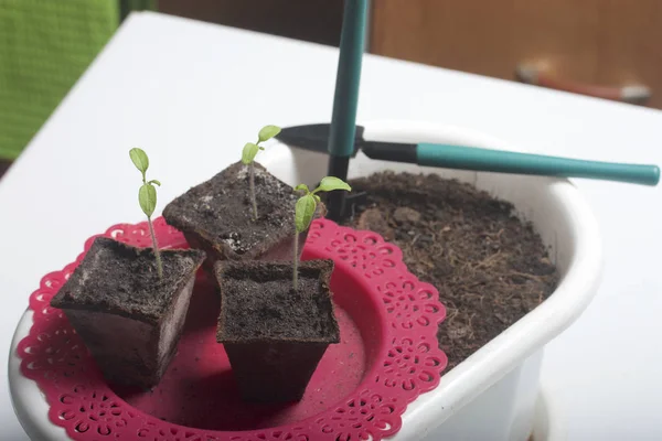 Az asztalon van egy csemete tőzeg tartályokban. Is a pot a talaj, amely transzplantáció kell átültethető, és talajművelő eszközök. — Stock Fotó