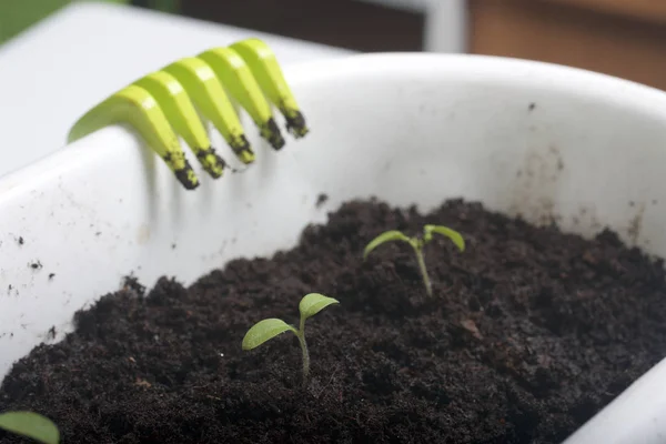 On the table is a seedling in containers. On the pot hung a rake for tillage. — Stock Photo, Image