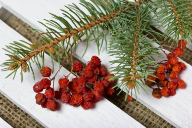 Tahta arka planda fidan dalı ve kuru dağ külleri var. Tahtalar beyaza boyanmış..