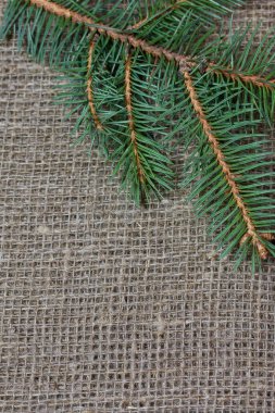 Arka planda fidan dalları.