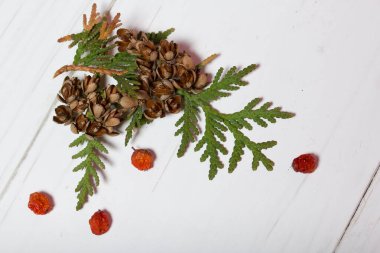 Ağaçkakan dalı, koni ve dağ külleri ahşap tahtaların arka planında. Tahtalar beyaza boyanmış..