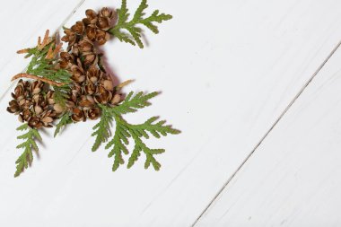 Tahta tahtaların arka planında Thuja dalı ve koniler var. Tahtalar beyaza boyanmış..