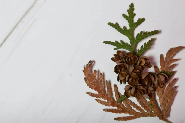 Thuja ramo e cones no fundo de tábuas de madeira. As placas são pintadas de branco . — Fotografia de Stock