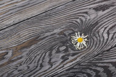 Kurutulmuş papatya çiçeği. Siyah bir yapısı olan eski ahşap tahtaların arka planında.