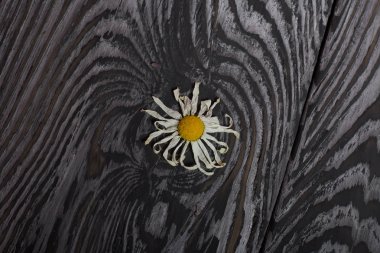 Kurutulmuş papatya çiçeği. Siyah bir yapısı olan eski ahşap tahtaların arka planında.