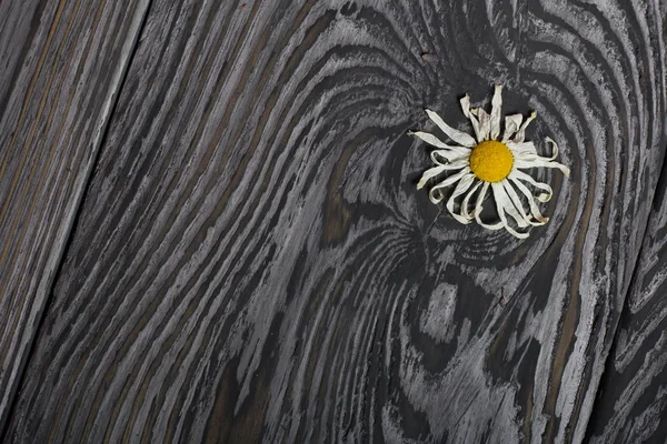Flor de camomila seca. Contra o fundo de tábuas de madeira envelhecidas com uma estrutura preta . — Fotografia de Stock