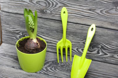 Plastik bir tencerede sümbül. Çiçek açmaya hazırlanıyorum. Bitki bakımı için çatal ve bıçağın yanına. Çam ağacının arka planında yeşil filizler siyah beyaz boyanmış tahtalar..
