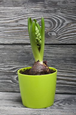 Plastik bir tencerede sümbül. Çiçek açmaya hazırlanıyorum. Çam ağacının arka planında yeşil filizler siyah beyaz boyanmış tahtalar..