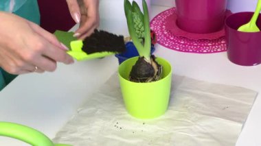 A hyacinth bulb with a sprout and a bud is standing in a pot. A woman adds soil to the bulb with a spatula. Hyacinth is preparing for flowering. Primrose transplant.
